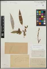 Foto von Salix alba L. x Salix fragilis L.